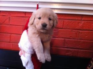 santapuppy